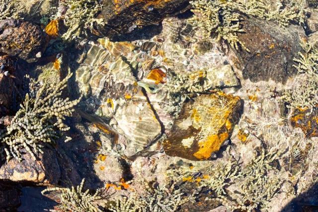 Algues en piscine naturelle : comprendre et agir naturellement