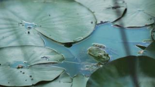 Grenouille verte au bord de l'eau Grenouille verte posée au bord d'un plan d'eau planté