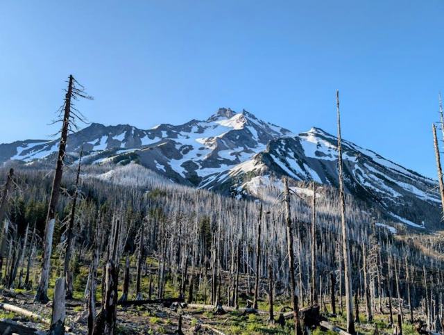 Zone de regeneration : le poumon de votre piscine naturelle