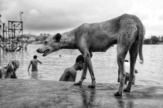 Votre chien peut-il nager dans une piscine naturelle ?
