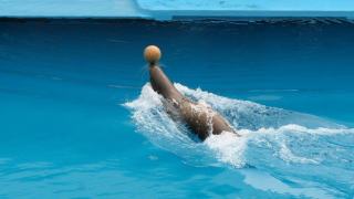 Étanchéité piscine naturelle : EPDM, liner ou béton en 2026