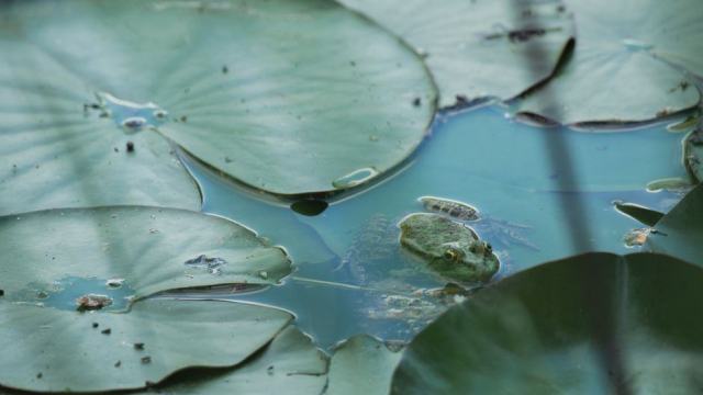 Grenouille verte posée au bord d'un plan d'eau planté