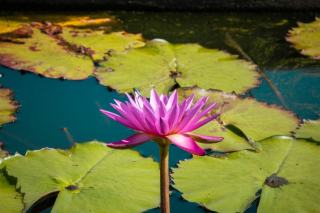 Piscine naturelle et moustiques : ce qu'il en est vraiment
