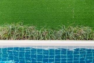 Plantes aquatiques piscine naturelle : le guide de sélection